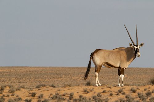 oryx antelope wildlife