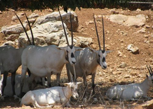 oryx antelope africa