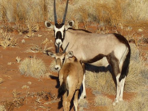 oryx antelope namibia