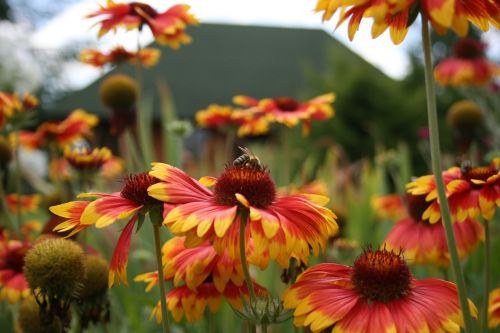 osa bee insects