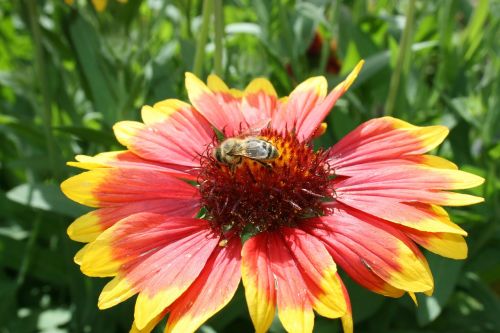 osa bee flower