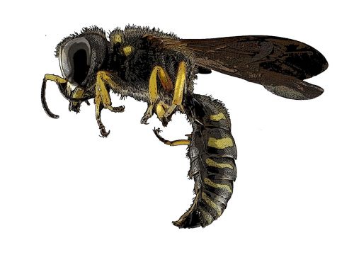 osa insect bee