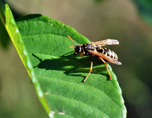 osa macro shadow