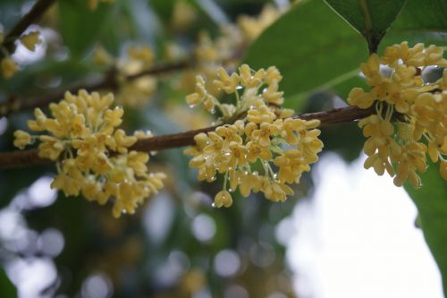 osmanthus raindrops plant