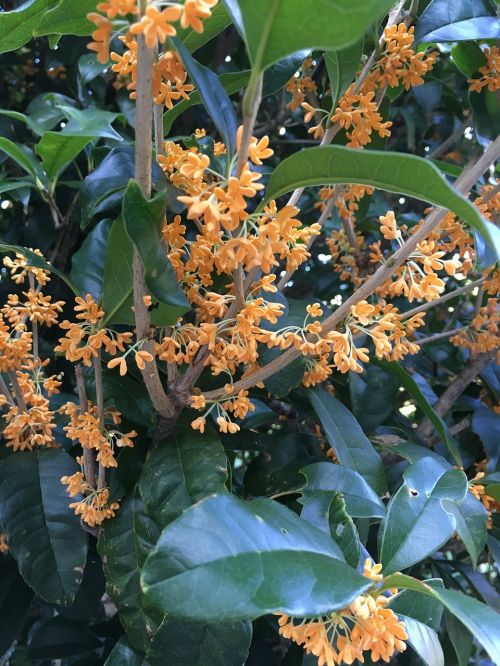 osmanthus autumn flowers in full bloom