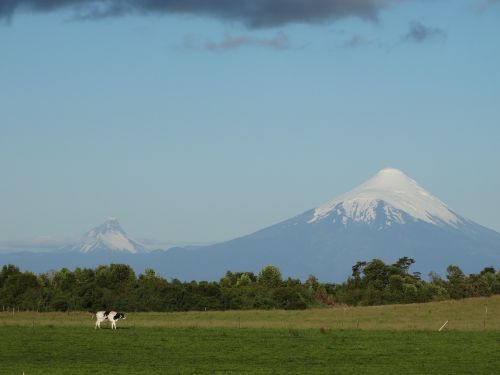 osorno volcano cow field