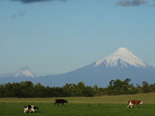 osorno volcano cow field