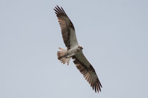 osprey müritz mecklenburgische seenplatte