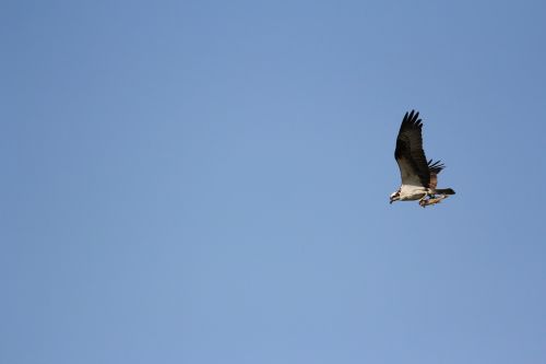 osprey talons hunter