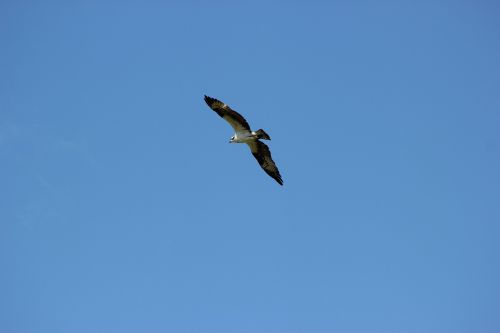 osprey flight flying
