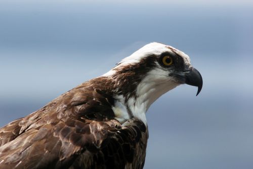 osprey bird wild