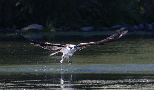 osprey fishing bird