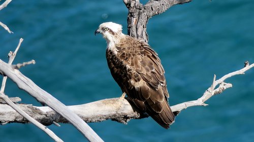 osprey  bird  raptor