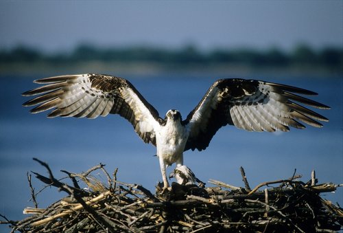 osprey  flying  wildlife