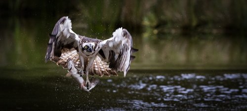 osprey  water  trout