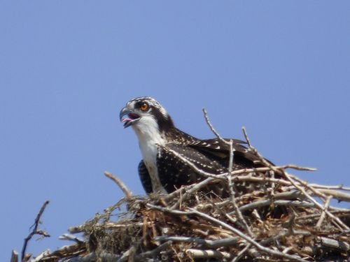 osprey nest nature