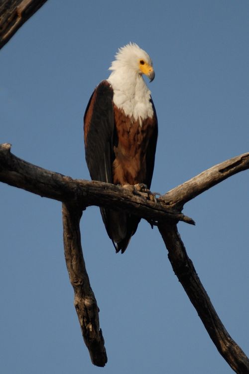 osprey bird adler