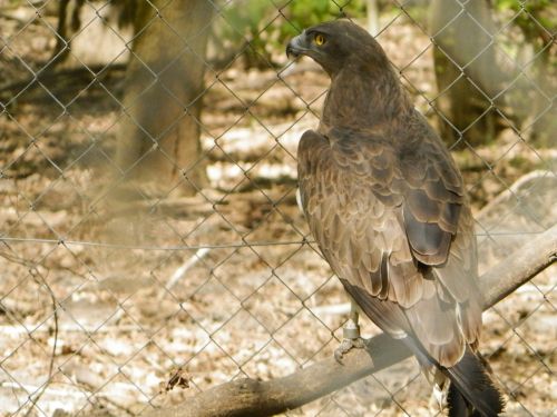 osprey bird zoo