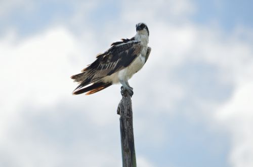 Osprey In The Wild