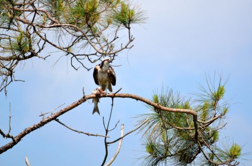 osprey in the wild bird osprey