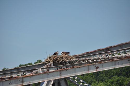 ospreys old bridges birds