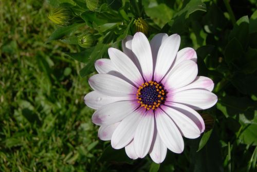 osteospermum african daisy