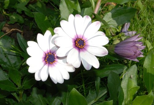 osteospermum african daisy