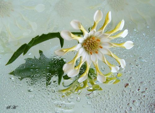 osteospermum white flower blossom