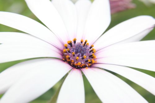 osteospermum flower white