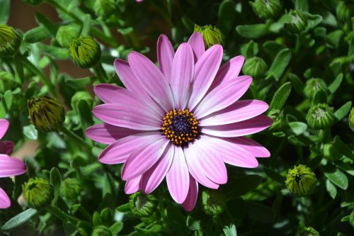 osteospernum flower plant pink nature