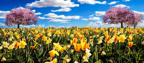 osterglocken spring meadow daffodils