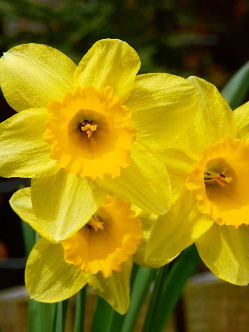 osterglocken daffodils yellow