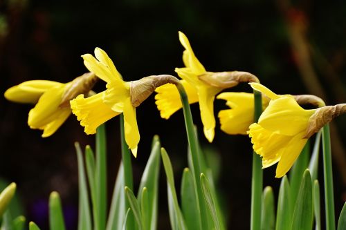 osterglocken daffodils yellow
