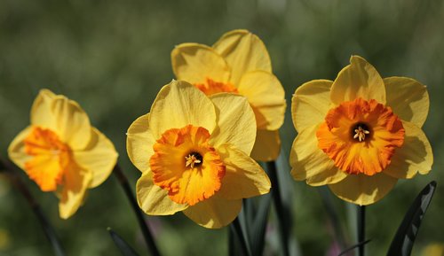 osterglocken  daffodils  flower