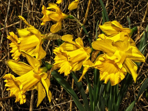 osterglocken  yellow daffodils  blossom