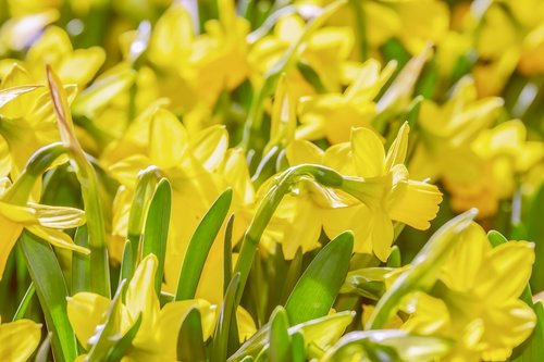 osterglocken  flowers  daffodils