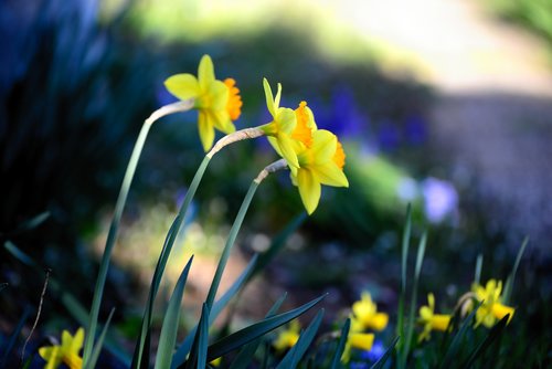 osterglocken  daffodils  spring