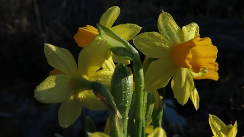 osterglocken  daffodils  yellow flower