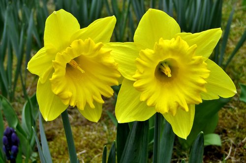 osterglocken  daffodils  yellow