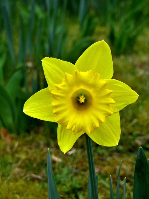 osterglocken  daffodils  yellow