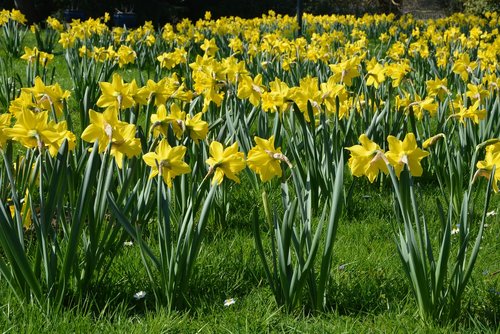 osterglocken  spring  flowers