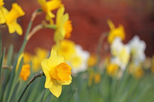 osterglocken  spring  yellow