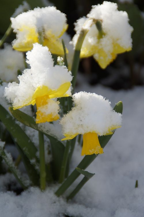 osterglocken daffodils snowy