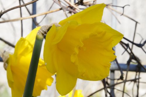 osterglocken flower blossom