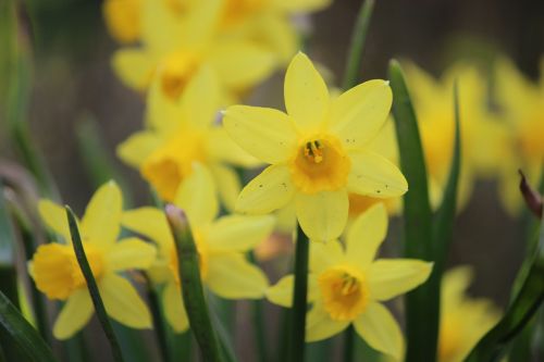 osterglocken yellow flower