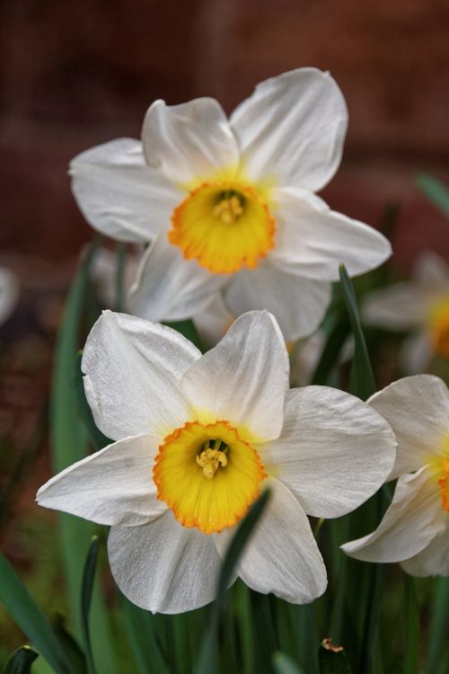 osterglocken flowers spring