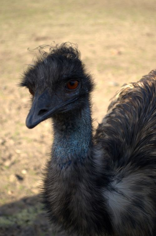ostrich rhea bird