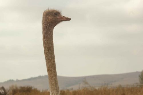 ostrich bird long neck