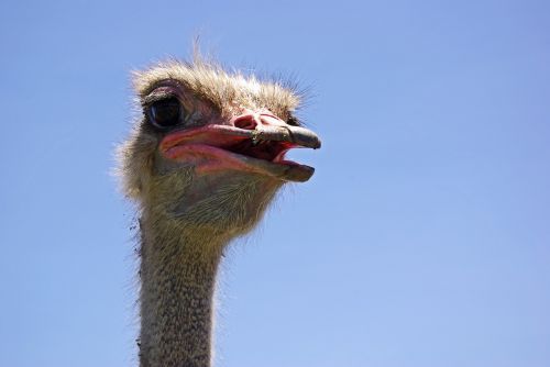 curacao ostrich curious