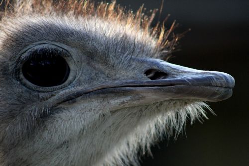 ostrich animal bill